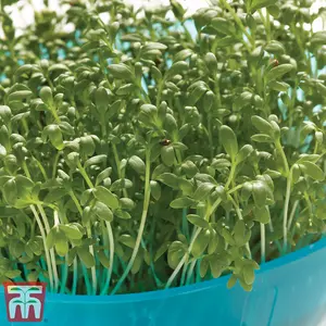 Cress Extra Curled - Rhs Kids 1 Seed Packet (200 Seeds)