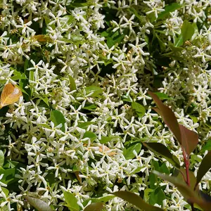 Trachelospermum Jasminoides Winter Ruby - Striking Ruby-red Foliage And Fragrant Flowers - Supplied In A 2l Pot On A Cane