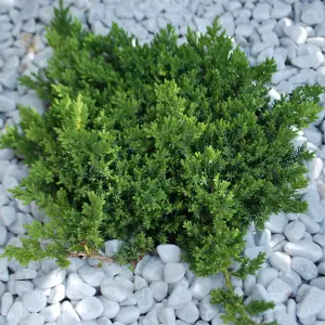 Juniperus Nana Garden Plant - Compact Evergreen, Low Maintenance (10-20cm Height Including Pot)