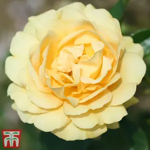 Floribunda Rose Absolutely Fabulous 1 Bare Root Plant