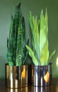 70cm Artificial Sansevieria Zeylanica Plant