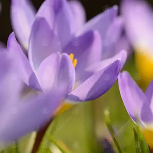 Crocus Sieberi Tricolour Flowering Bulbs (50 Pack)