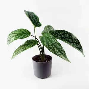 35cm Artificial Spotted Plant in Planter