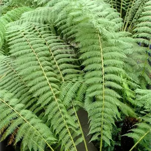 Tree Fern Plant - 40-50cm In Height - Dicksonia Antarctica In a 17cm pot