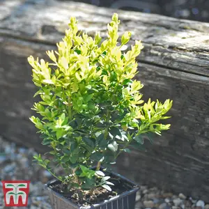 Box Hedging - Evergreen Buxus Sempervirens 9cm Potted Plant x 3