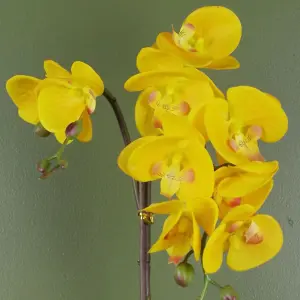 48cm Golden Orchid Artificial  - Yellow with Gold Pot