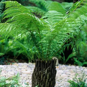 You Garden - Dicksonia antartica 9cm