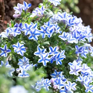 Lithodora Blue Star - Vibrant Blue Ground Cover, Moderate Height (30-40cm Height Including Pot)