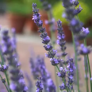 Lavender Lavandula intermedia 'Phenomenal' in a 2L Pot - Costal Plants for Gardens