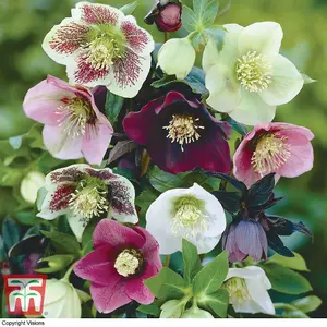 Hellebore Orientalis Mixed Winter Flowering - 5 Bare Root Plants