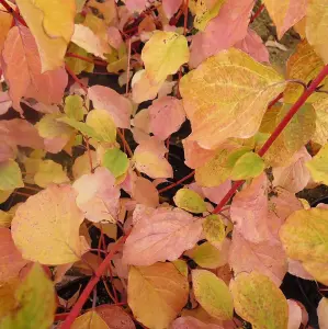 Cornus 'Midwinter Fire' (Dogwood) in 9cm Pot - Rich Coloured Leaves