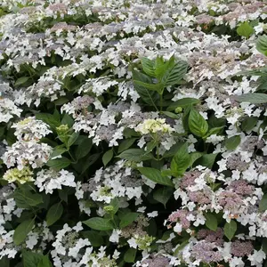 Lanarth White Outdoor Shrub Plant Hydrangea Macrophylla 2L Pot