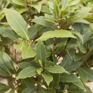 Kitchen Bay Laurel Established 25-30cm Tall Plant in 12cm Pot