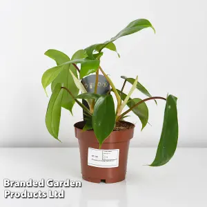 Houseplant Philodendron Florida 12cm Pot x 1