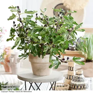 Gift Fig (Ficus) Little Miss Figgy 3 Litre Pot x 1