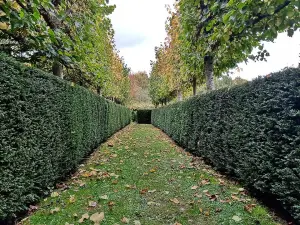 30-40cm Yew (Taxus Baccata) Evergreen Bare Root Hedging Plants - Pack of 10