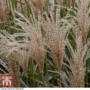 Miscanthus (Grass) sinensis Cute One 12cm Potted Plant x 1