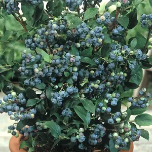 Vaccinium Spartan - Hardy Fruit Shrub, Blueberry Fruits, Low Maintenance (20-30cm Height Including Pot)