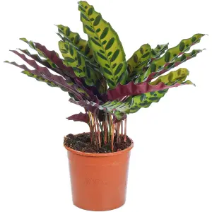 Calathea Insignis - Exquisite Foliage, Indoor Houseplant (14cm, 40-50cm)