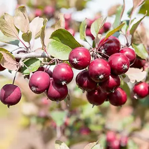 1 x Mini Apple Tree 'Malus Appletini' - in 13cm Pot, Apples Trees for Small Gardens, Grow Your Own Fruit, Garden Ready