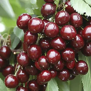 2 x Stella Cherry Trees bare root Pair of Bare Root Cherry Trees for Gardens Grow Your Own Cherry tree