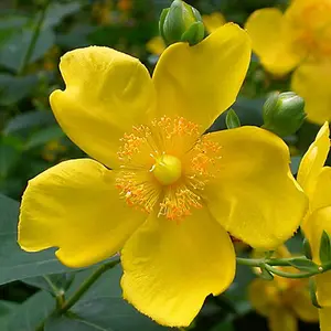 Hypericum Hidcote Garden Plant - Bright Yellow Flowers, Compact Size, Hardy (15-30cm Height Including Pot)