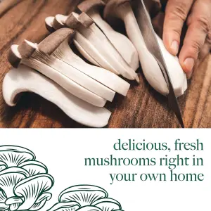 Mushroom Growing Kit King Oyster - Beginner Friendly Ready to Grow Educational Kit - Easy to Use Gardening Gift - Grow Your Own