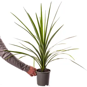 Cordyline Australis Plant - Dramatic Foliage for Exotic Gardens, Hardy & Low Maintenance (2L)