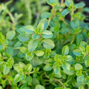 2 x Thyme Herb Plants in 14cm Pots - Varieties inc. Silver Queen & Lemon Thyme