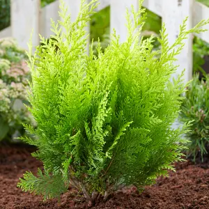 Chamaecyparis Stardust - Golden-Yellow Foliage, Evergreen Conifer, Hardy (20-30cm Height Including Pot)