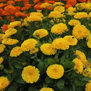 Calendula Nana Candyman Yellow 1 Seed Packet (100 Seeds)