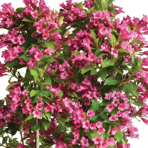 Weigela Cherry Garden Plant - Deep Pink Blooms, Compact Size (20-30cm Height Including Pot)