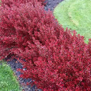 Coprosma Pacific Sunset Garden Shrub - Striking Multicolour Foliage, Compact Size, Attracts Pollinators (10-30cm)