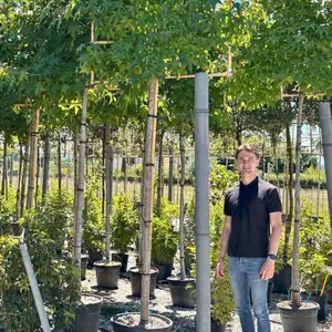 Sweetgum Pleached Tree with Staking Kit - 180cm Stem and 14cm Girth