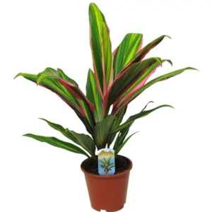 Cordyline 'Kiwi' Plant - Vibrant Foliage for Stunning Visual Impact, Perfect for UK Gardens and Patios (30-40cm)