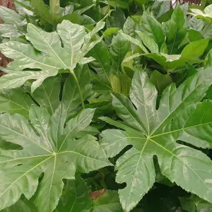 Japanese Aralia Outdoor Shrub Plant Fatsia Japonica Garden Plants 2L Pot