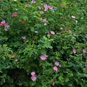 YouGarden Mixed Native Hedging Collection, Set of 50 Hedges, Established and Already 60-90cm Tall, Ready to Plant