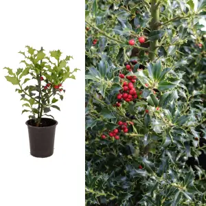 Ilex aquifolium 'Alaska' in 9cm Pot - English Holly Plant - Dark Green Foliage