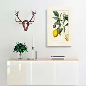 Illustration Of A Lemon Tree - Single Picture Frame Painting Wrapped Canvas / 60cm H x 40cm W x 3cm D