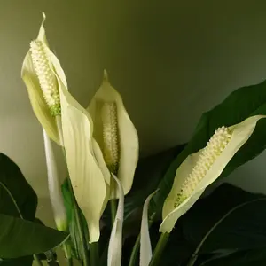 Artificial Peace Lily White Spathiphyllum