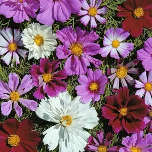 Cosmos Double All Sorts Mixed 1 Seed Packet (75 Seeds)