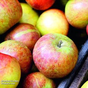 Grow Your Own - Apple Braeburn - 1 Bare Root Tree (Height 1.2m)