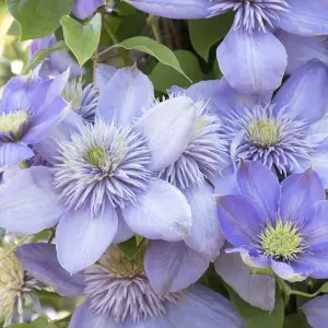 Clematis Blue Light - Stunning Blue Blooms, Climbing Vine, Morning Sun (20-30cm Height Including Pot)