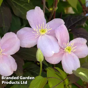 Clematis montana Mayleen 7cm Potted Plant  x 3