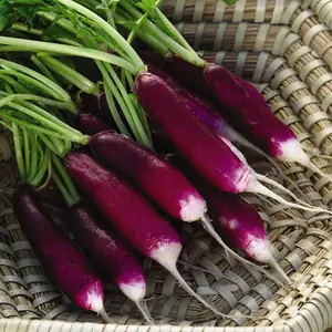 Radish Felicia 1 Seed Packet (400 Seeds)