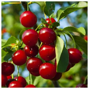 Merton Glory Cherry Tree 4-5ft Large, Red-Flushed, Sweet & Juicy Cherries