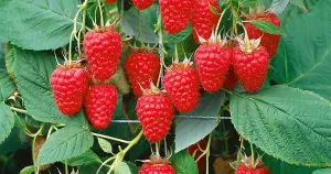 1 x Raspberry Polka Bare Root Cane - Grow Your Own Fresh Raspberries