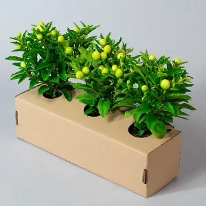 3 x Solanum - Plants Outdoor in 10.5cm Growers Pots