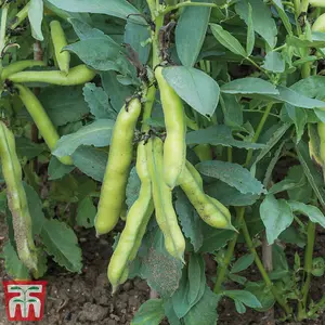 Bean (Broad Bean) Luz de Otono 1 Seed Packet (35 Seeds)