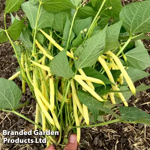 Bean Dwarf French Dior 1 Packet (100 Seeds)